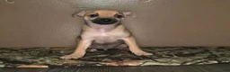 Chihuahua dogs for sale: Chihuahua Puppy 3 - Ad 11