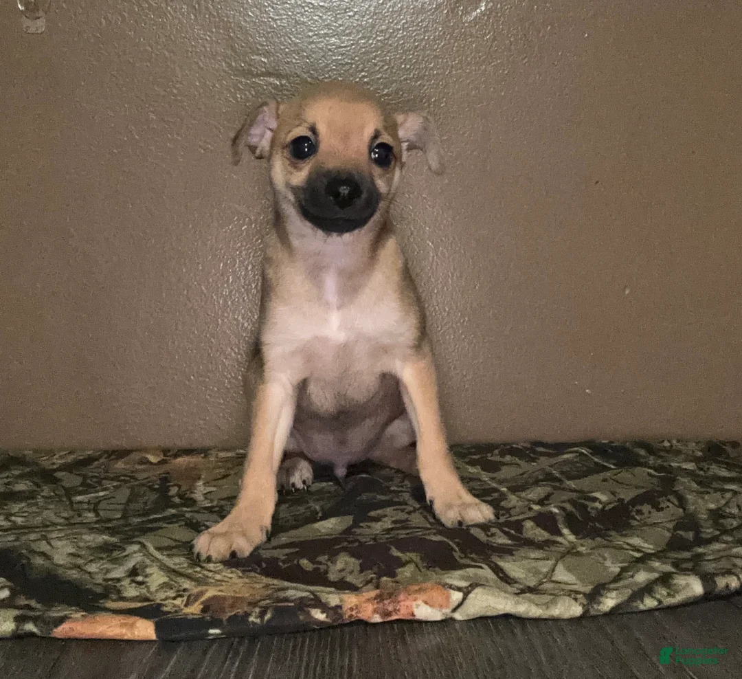Chihuahua dogs for sale: Chihuahua Puppy 3 - Ad 11