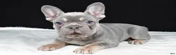 French Bulldog dogs for sale: Griffin - Ad 4