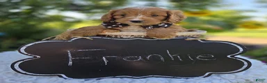 Frankie