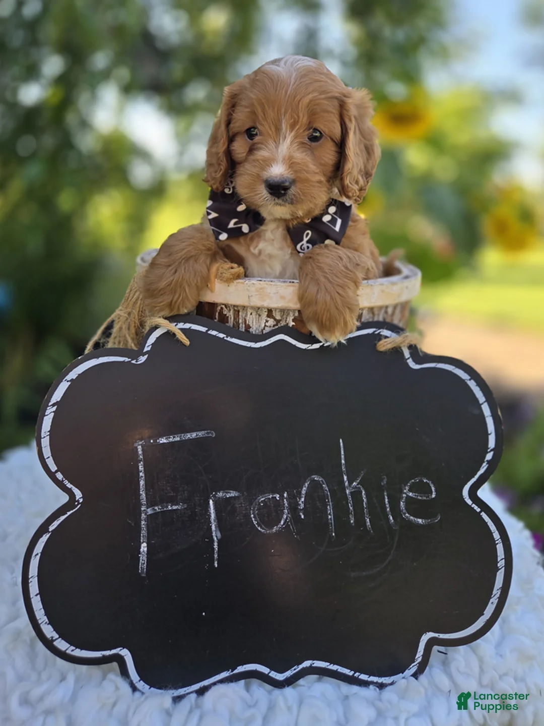 Cavapoo dogs for sale: Frankie - Ad 1