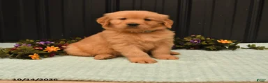 Benny