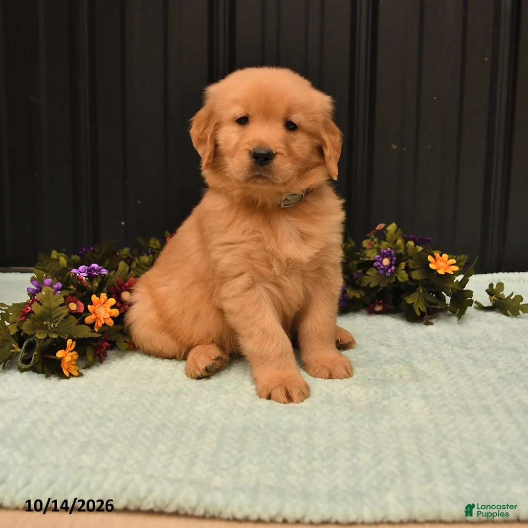 Golden Retriever dogs for sale: Benny - Ad 1