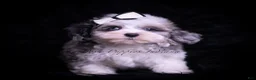 Maltipoo dogs for sale: Canoli F1 - Ad 2