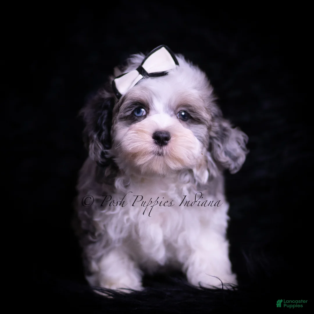 Maltipoo dogs for sale: Canoli F1 - Ad 2