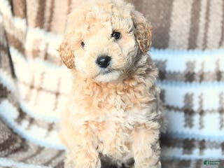 Miniature Poodle dogs for sale: Leo - Ad 1