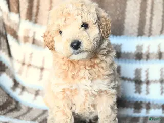 Miniature Poodle dogs Leo - Ad 4