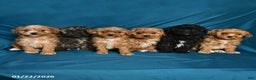 Shihpoo dogs for sale: Blake - Ad 3