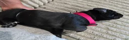 Mixed Breed dogs for sale: Red - Ad 9