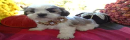 Shih Tzu dogs for sale: Shih Tzu 4 Drake - Ad 4