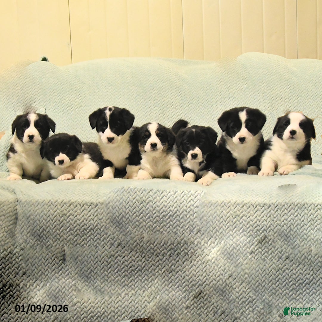 Mixed Breed dogs for sale: Jet - Ad 5