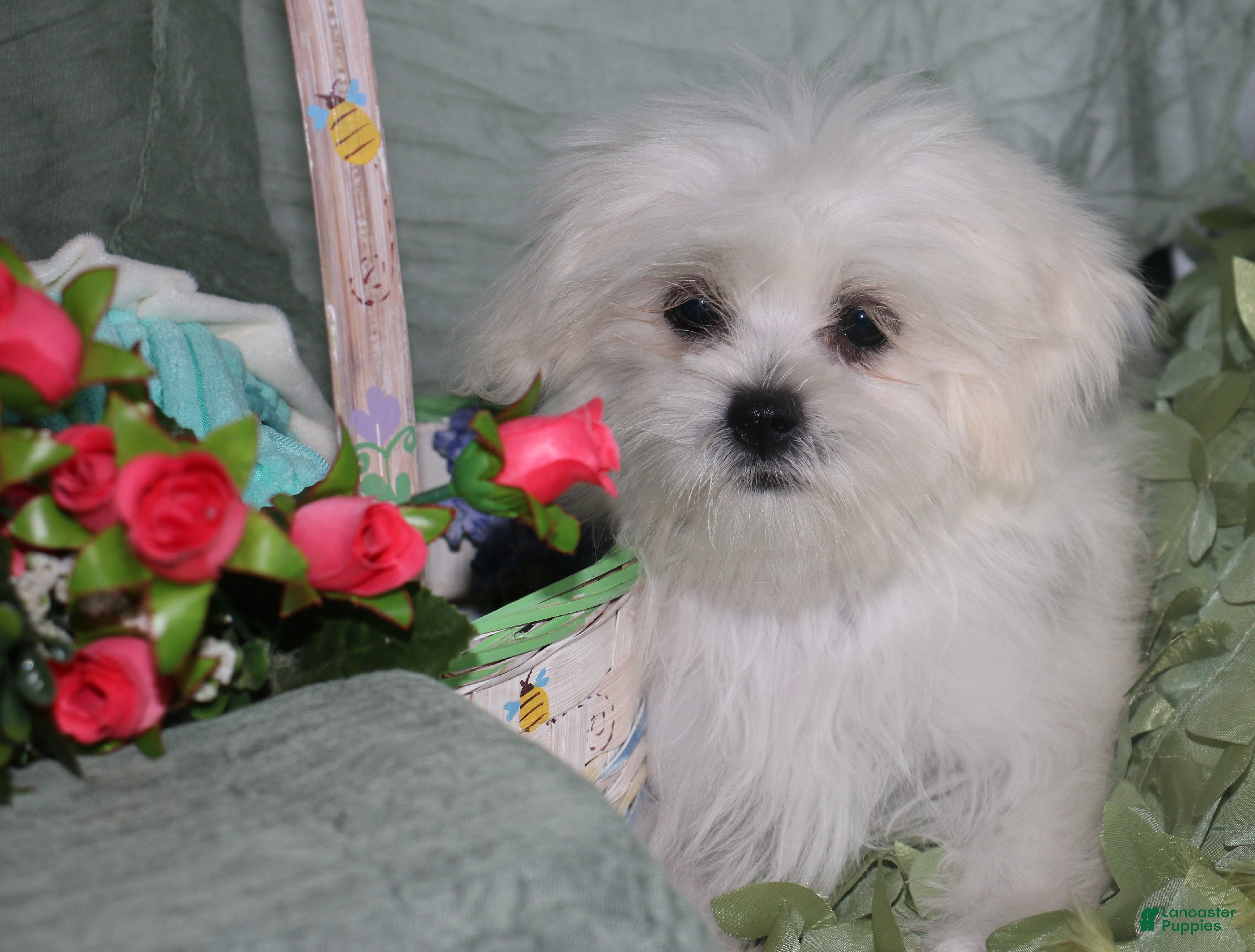 Shihpoo dogs Shiloh - Ad 2
