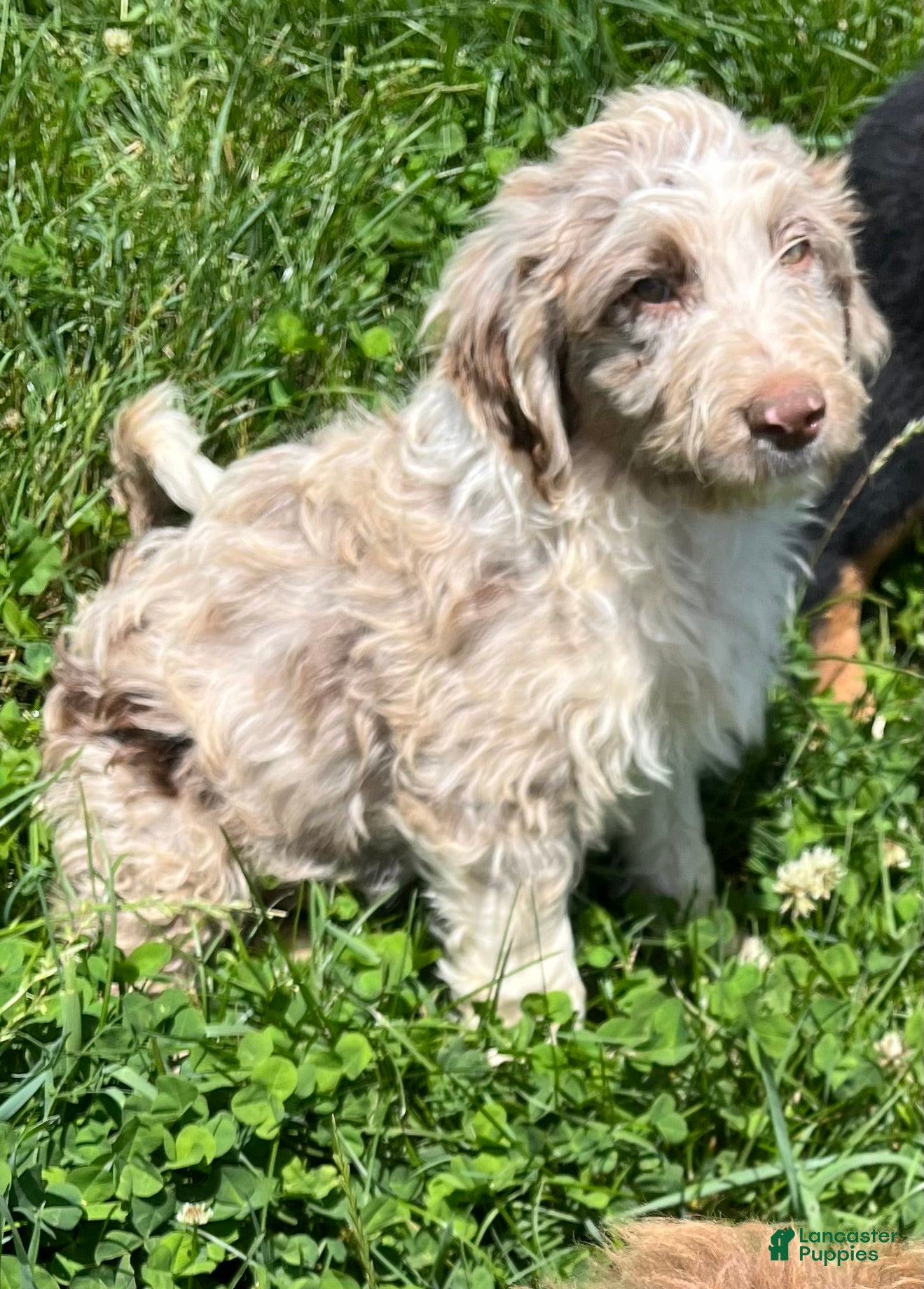 Aussiedoodle dogs 🤠 Cowboy  - Ad 2