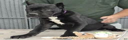 Cane Corso dogs for sale: Purple Girl - Ad 3