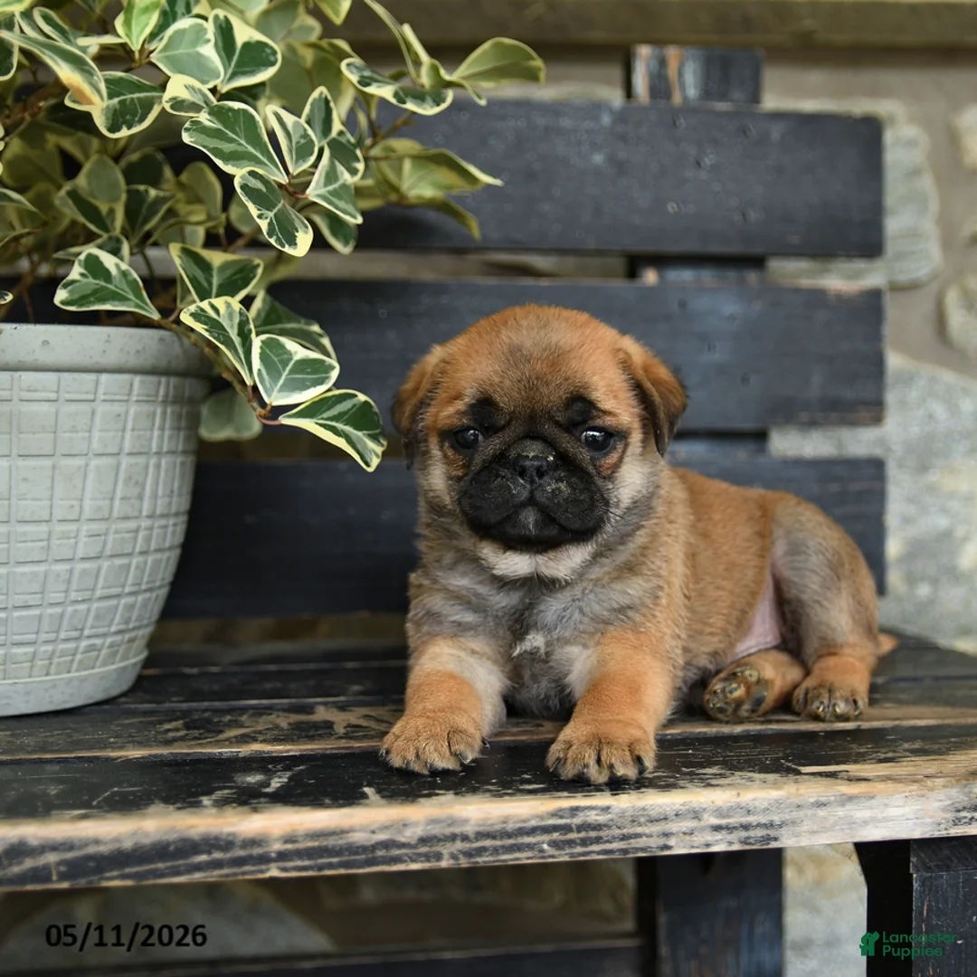 Pug dogs for sale: French Fry - Ad 2