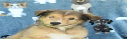 Collie dogs for sale: Oscar - Ad 3