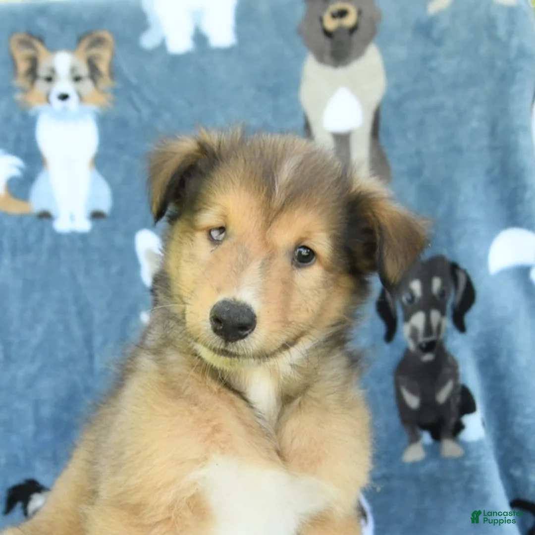 Collie dogs for sale: Oscar - Ad 3
