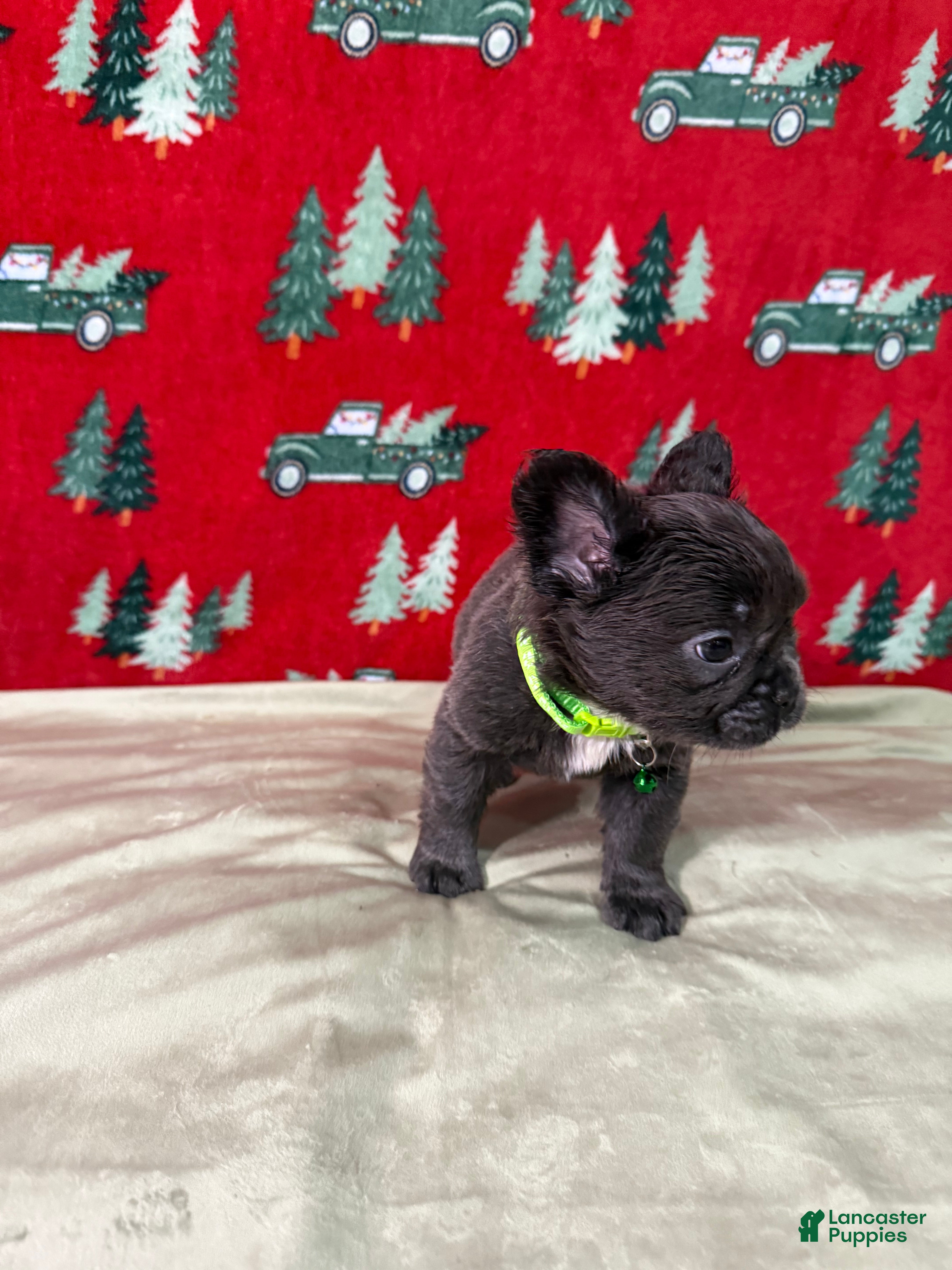 French Bulldog dogs 💚 Grinch - Ad 3