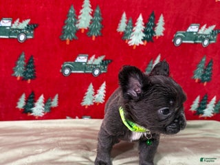 French Bulldog dogs 💚 Grinch - Ad 37