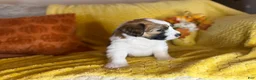 Mixed Breed dogs for sale: Bernard - Ad 3