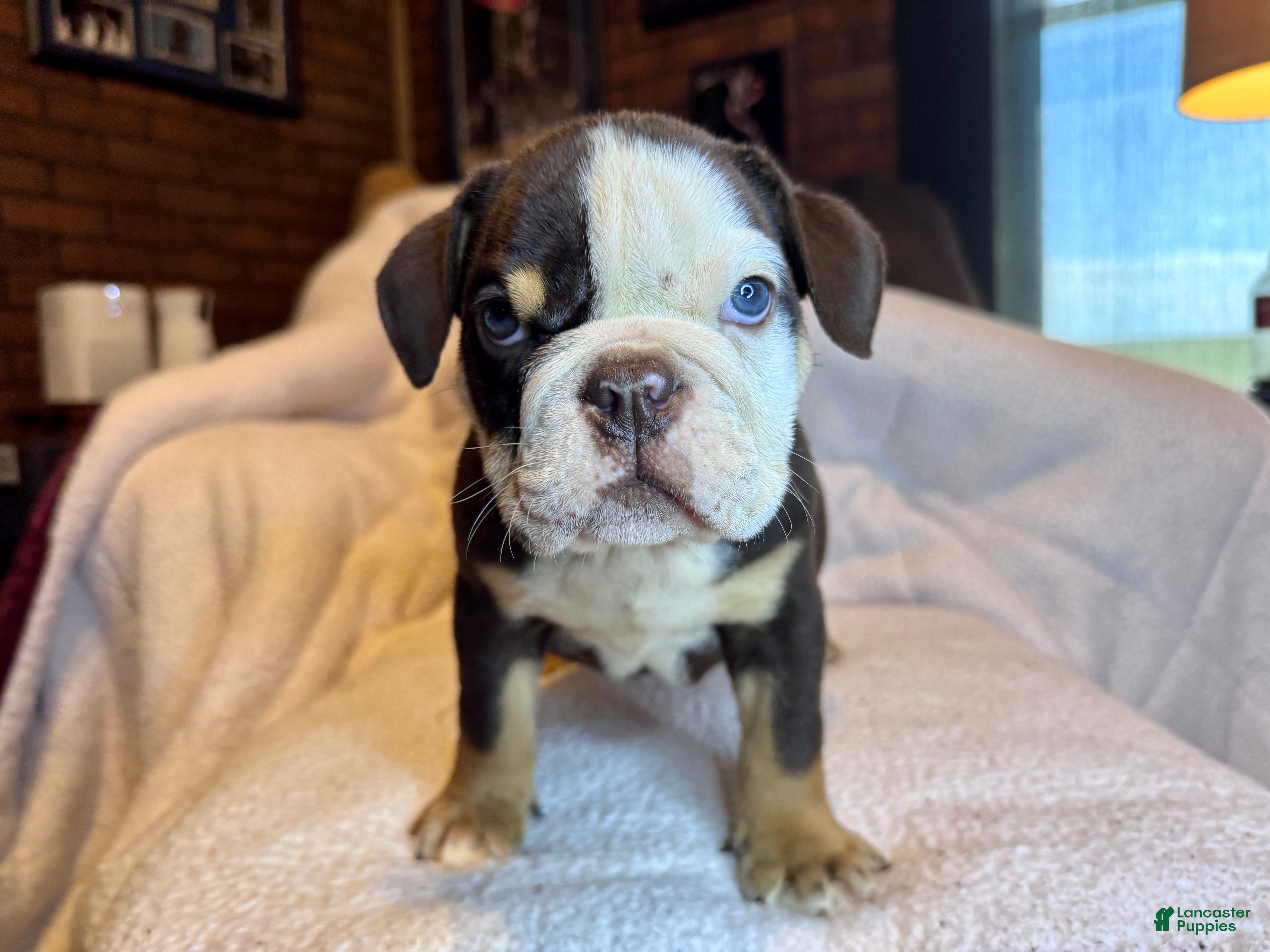 English Bulldog dogs Reese - Ad 11