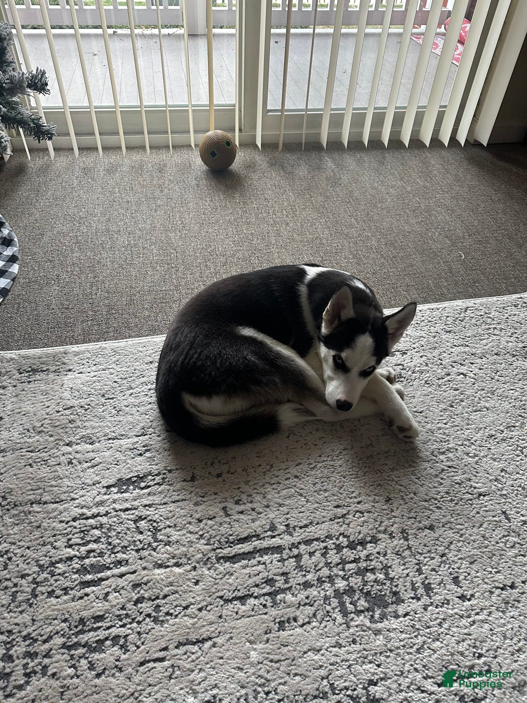 Gallery Image {{count}}