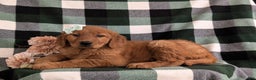 Golden Retriever dogs for sale: Egypt - Ad 6