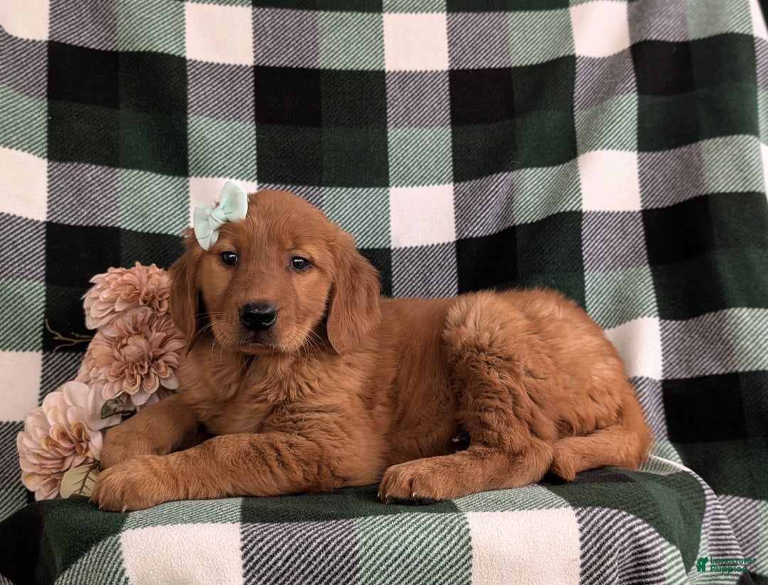 Golden Retriever dogs for sale: Egypt - Ad 6