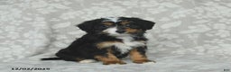Mini Bernedoodle dogs for sale: Tulip - Ad 5