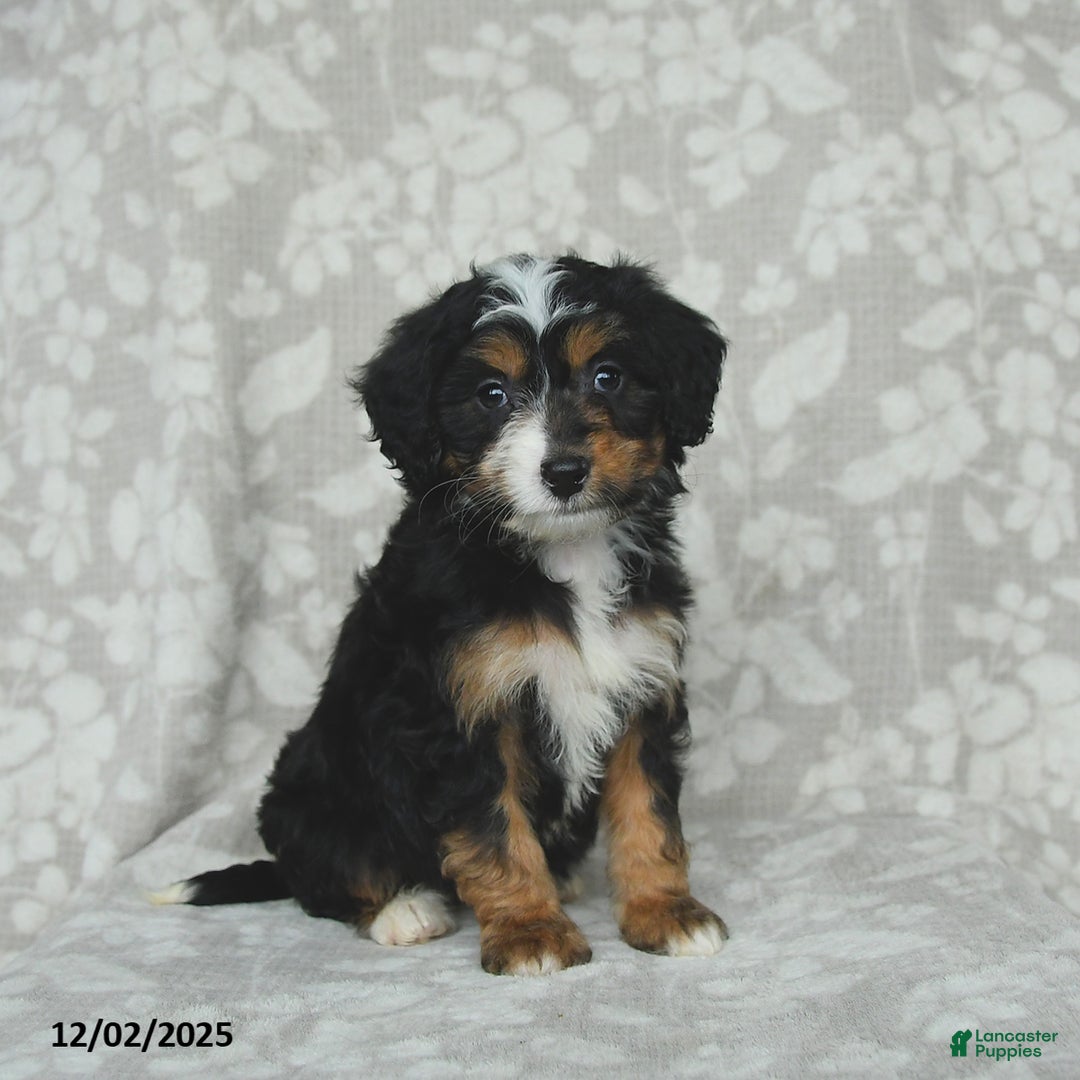 Mini Bernedoodle dogs for sale: Tulip - Ad 5