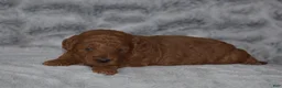 Miniature Poodle dogs for sale: Ruby - Ad 3