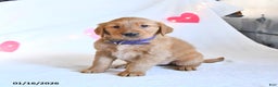Golden Retriever dogs for sale: Marshmallow - Ad 5