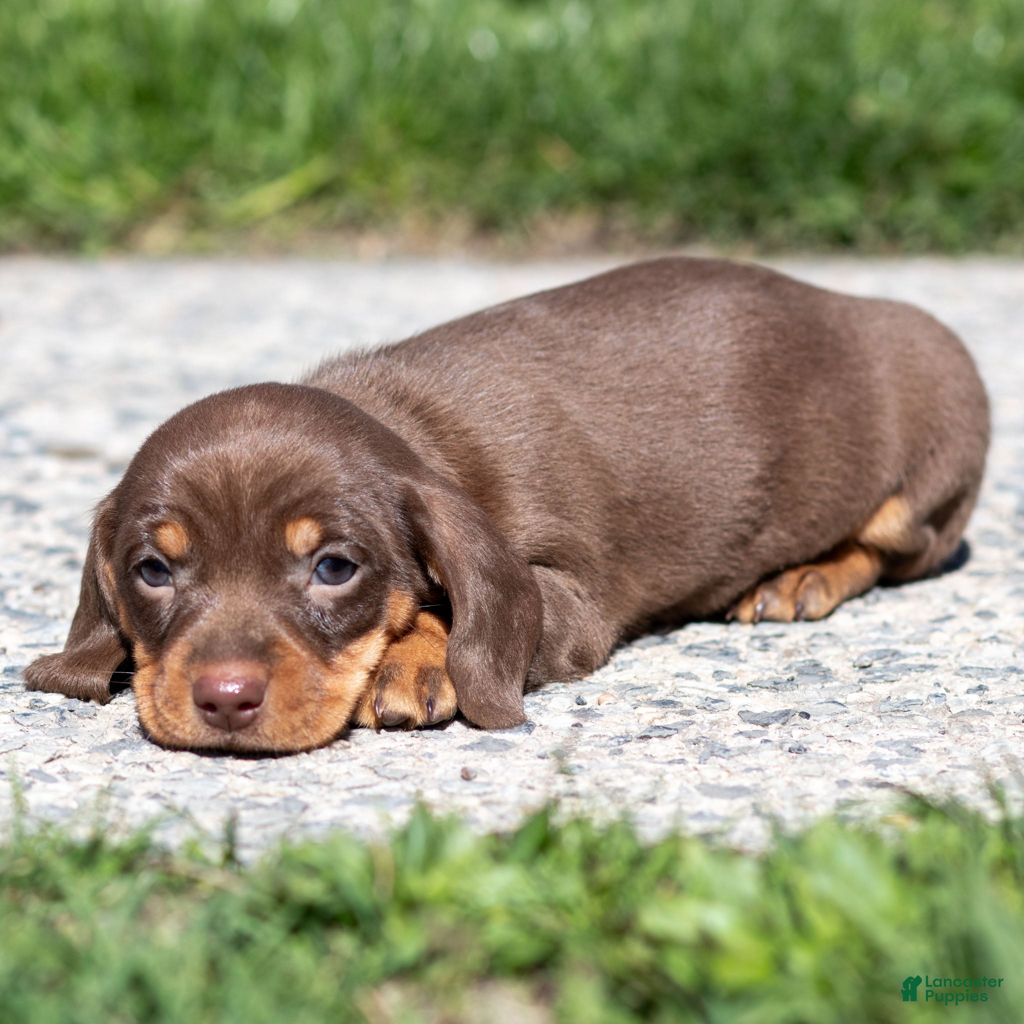 Miniature Dachshund dogs Nellie Miniature Dachshund Puppy  - Ad 2