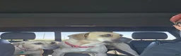 Black Mouth Cur dogs for sale: Black Mouth Cur - Ad 13