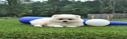 Pomeranian dogs for sale: Logan - Ad 4