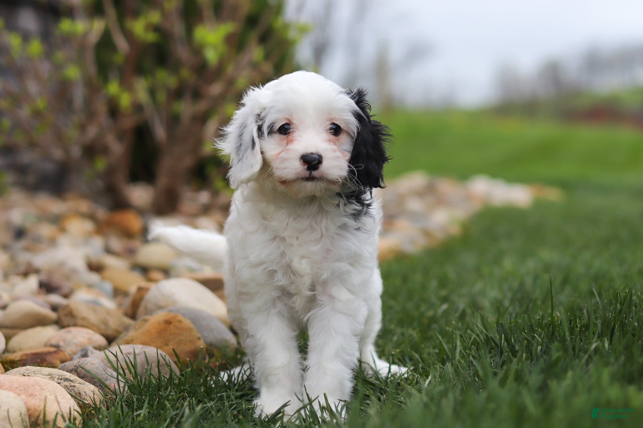 Cavapoo dogs Molly - Ad 1
