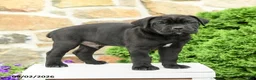 Cane Corso dogs for sale: Caesar - Ad 3