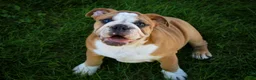 English Bulldog dogs for sale: Dream English Bulldog leash trained and crate training in progress - Ad 12