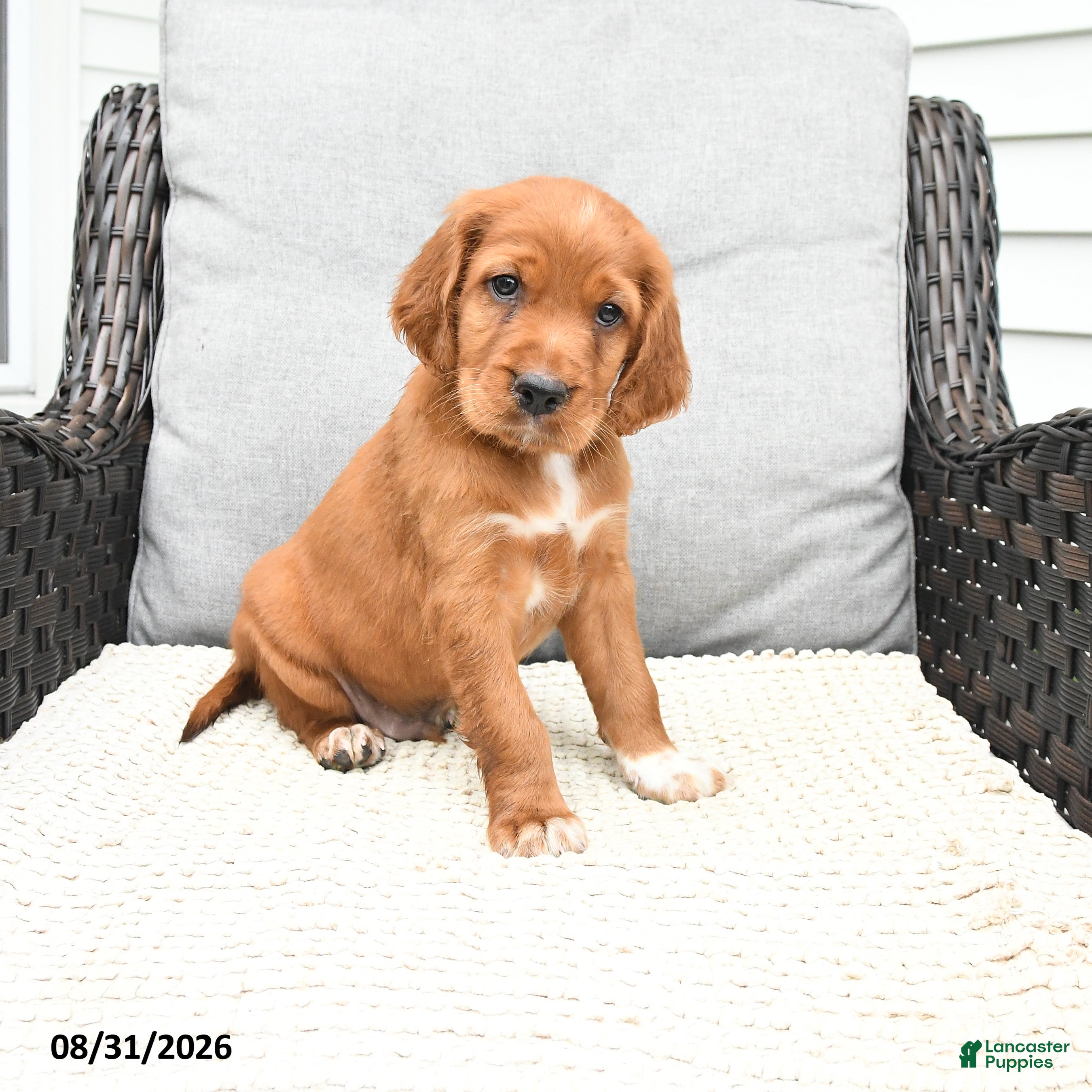 Mixed Breed dogs Rusty - Ad 1
