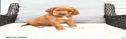 Mixed Breed dogs for sale: Rusty - Ad 1