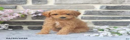 Miniature Poodle dogs for sale: Emmy - Ad 3