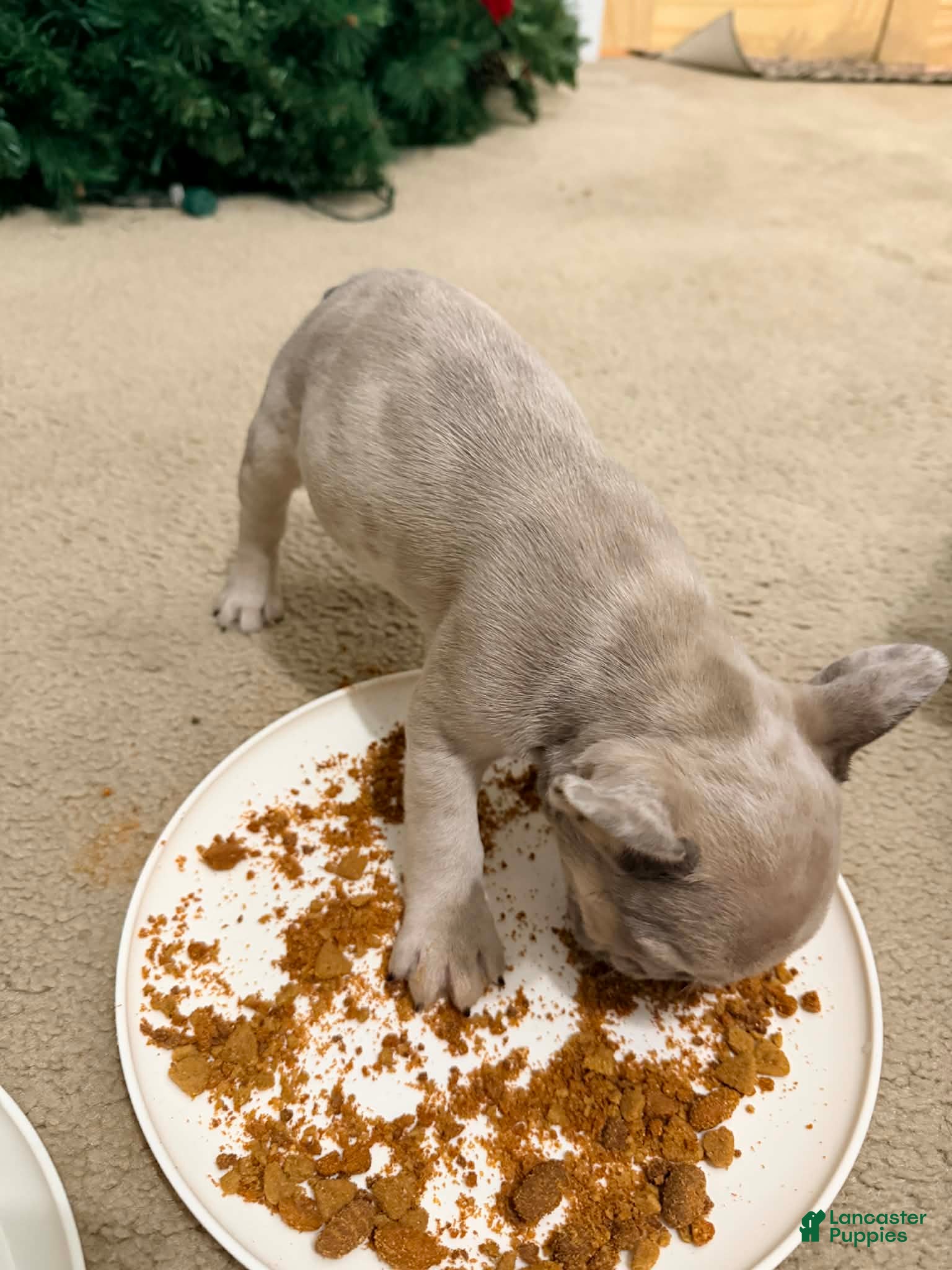 French Bulldog dogs Female Frenchie - Ad 34