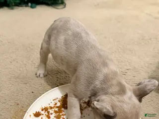 French Bulldog dogs Female Frenchie - Ad 34