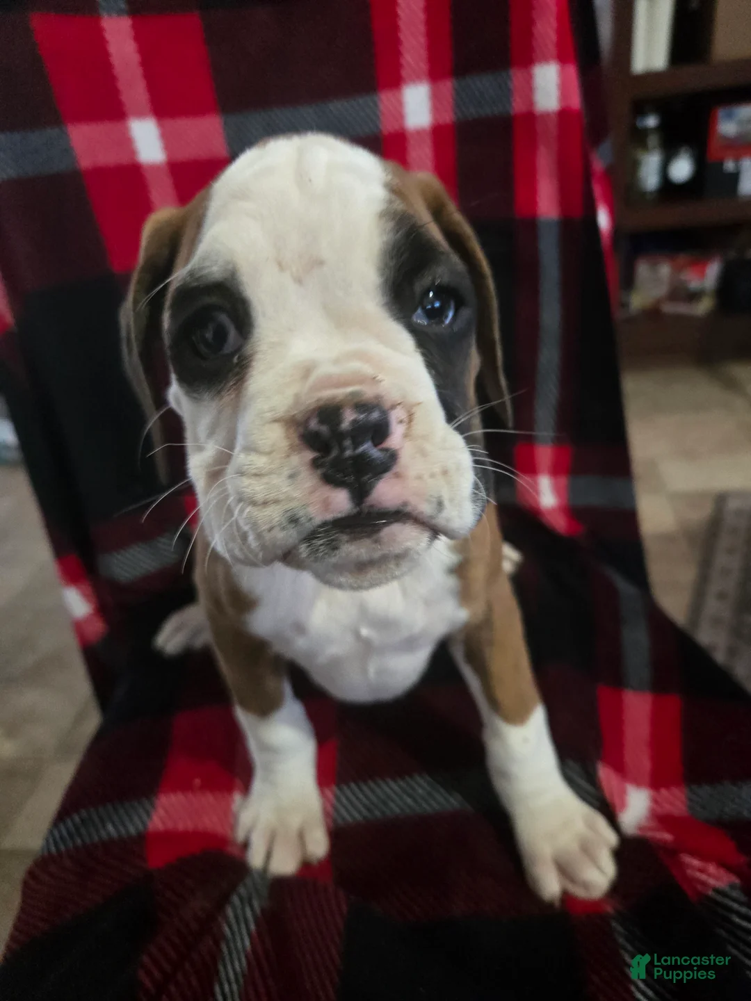 Boxer dogs for sale: Lady - Ad 2