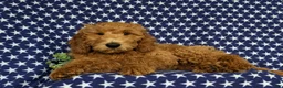Mini Goldendoodle dogs for sale: Troy Hypoallergenic - Ad 3