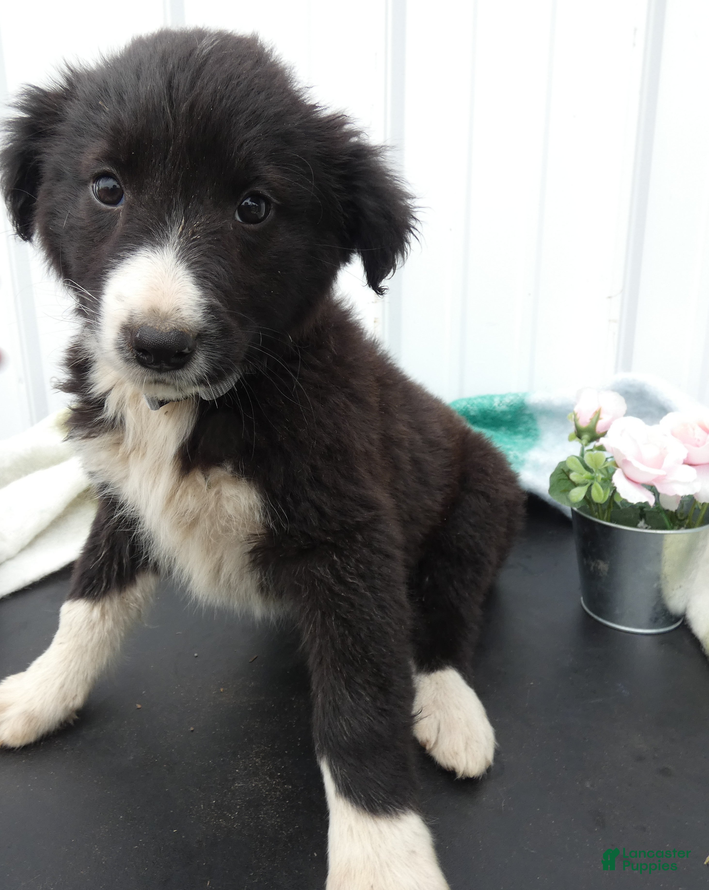 Border Collie dogs Border Collie Puppy 4 Trixie - Ad 18