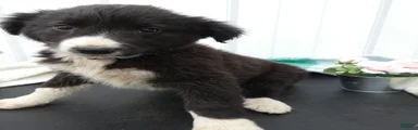 Border Collie Puppy 4 Trixie