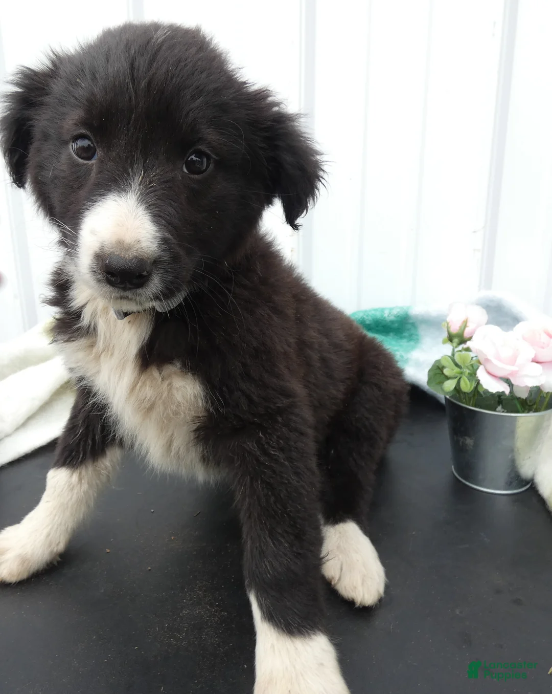 Border Collie dogs for sale: Border Collie Puppy 4 Trixie - Ad 1