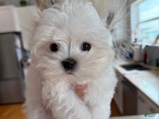 Maltese dogs - Ad 11