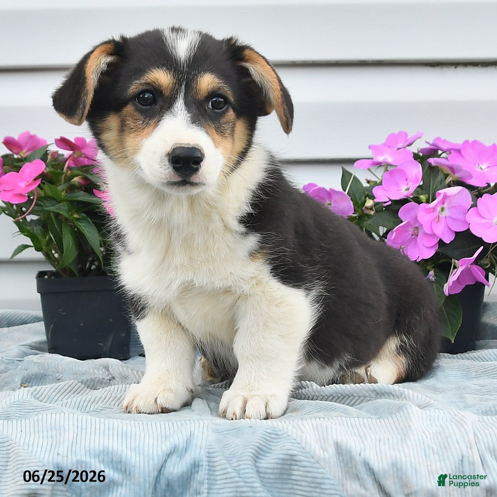 Welsh Corgi Pembroke dogs Jasper - Ad 2